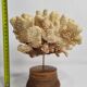 Antique natural coral mounted on turned wooden base, 22 cm
