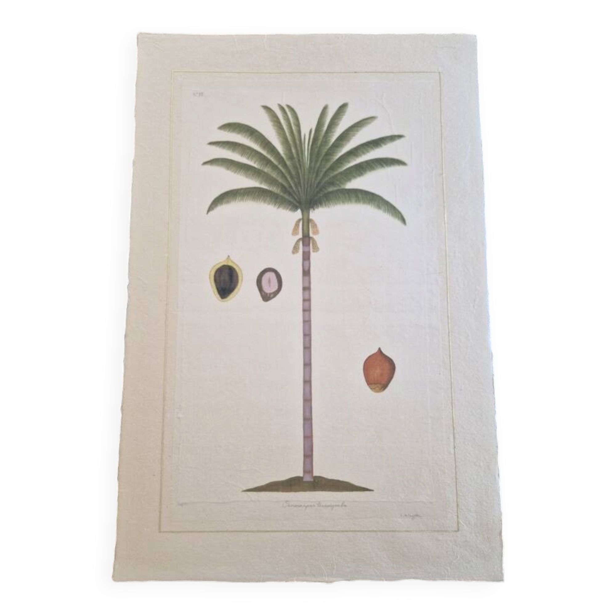 La Roche Laffitte (Born in 1943) - Watercolour drawing on silk - Palm tree