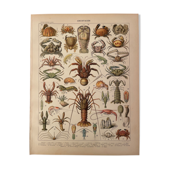 Lithograph engraving on crustaceans from 1897