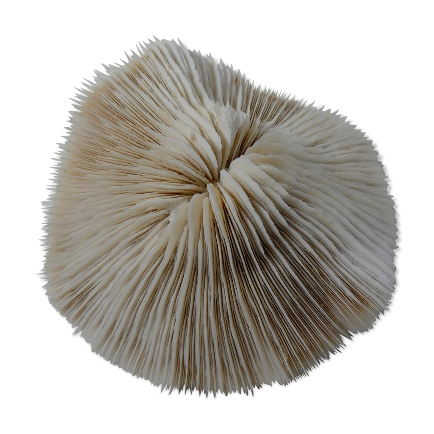 Corail blanc 314g