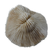 Corail blanc 314g