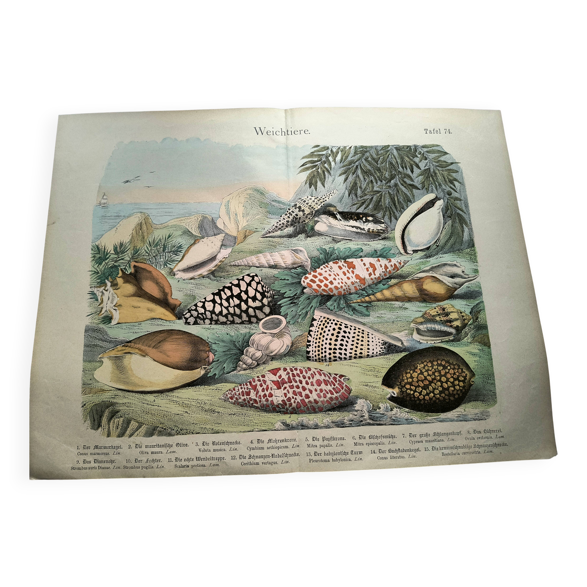 Old engraving from 1886. Shells and molluscs (2) Sea, beach and ocean.
