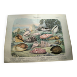 Old engraving from 1886. Shells and molluscs (2) Sea, beach and ocean.