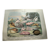 Gravure ancienne de 1886. Coquillages et mollusques (2) Mer, plage et océan