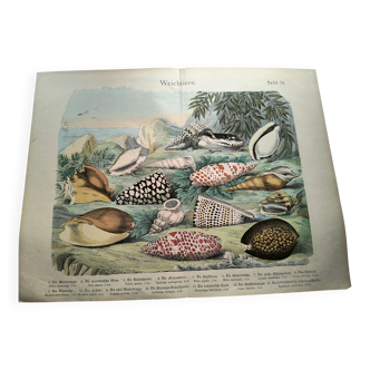 Old engraving from 1886. Shells and molluscs (2) Sea, beach and ocean.