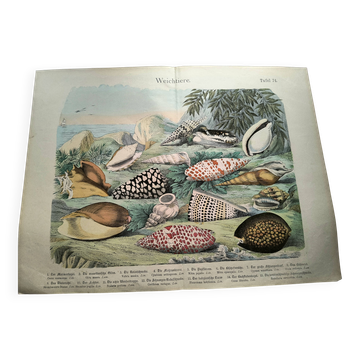 Old engraving from 1886. Shells and molluscs (2) Sea, beach and ocean.