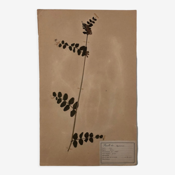 Ancient herbarium 1906 framed (Vicia sativa)
