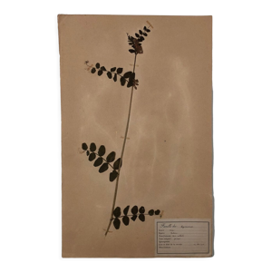 Herbier ancien 1906 encadré Vicia