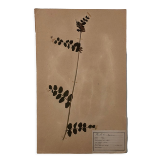 Herbier ancien 1906 encadré Vicia sativa