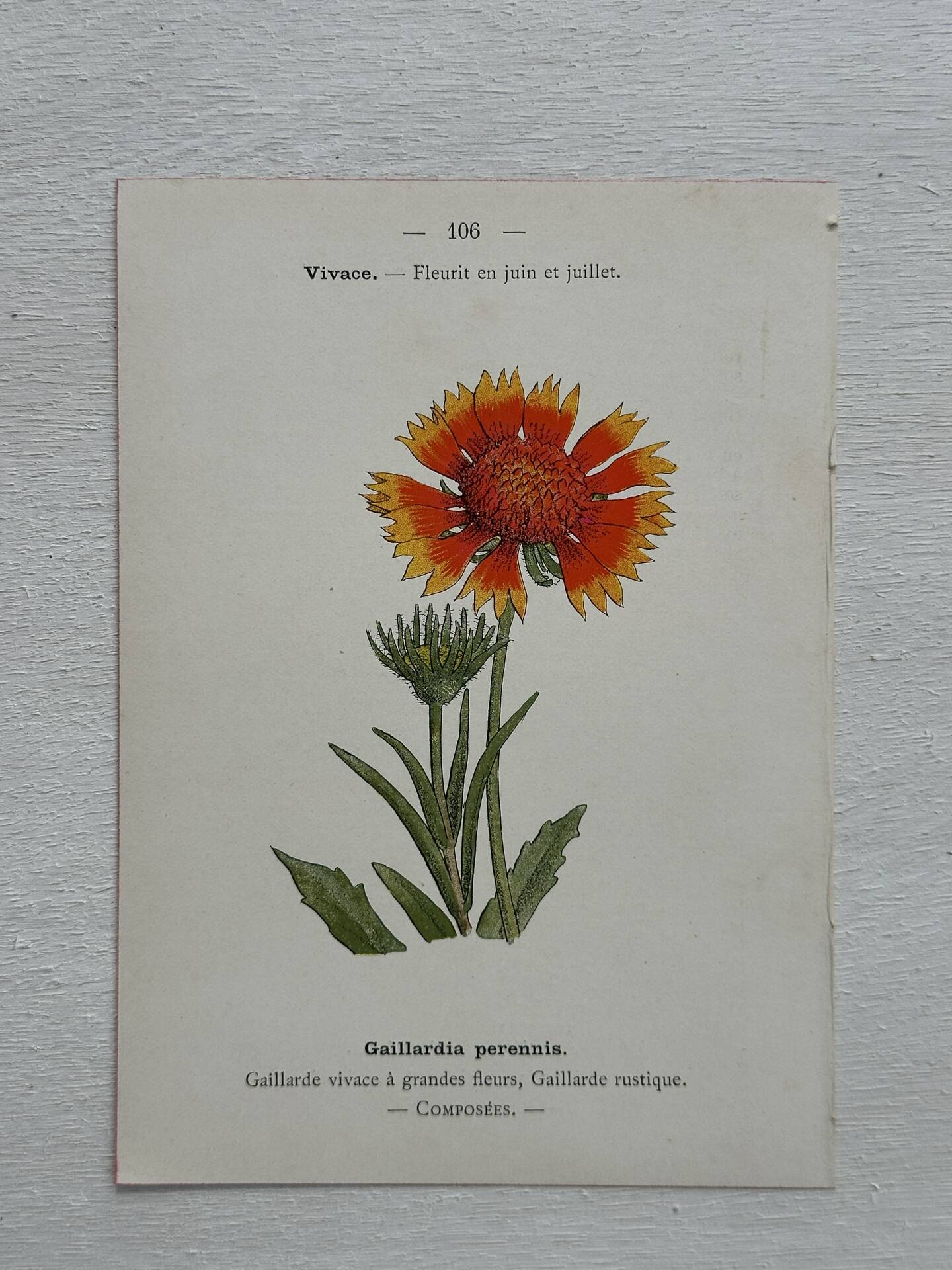 Botanical Plate 1800 Old Naturalist Engraving 19th Century Double-Sided