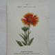 Botanical Plate 1800 Old Naturalist Engraving 19th Century Double-Sided