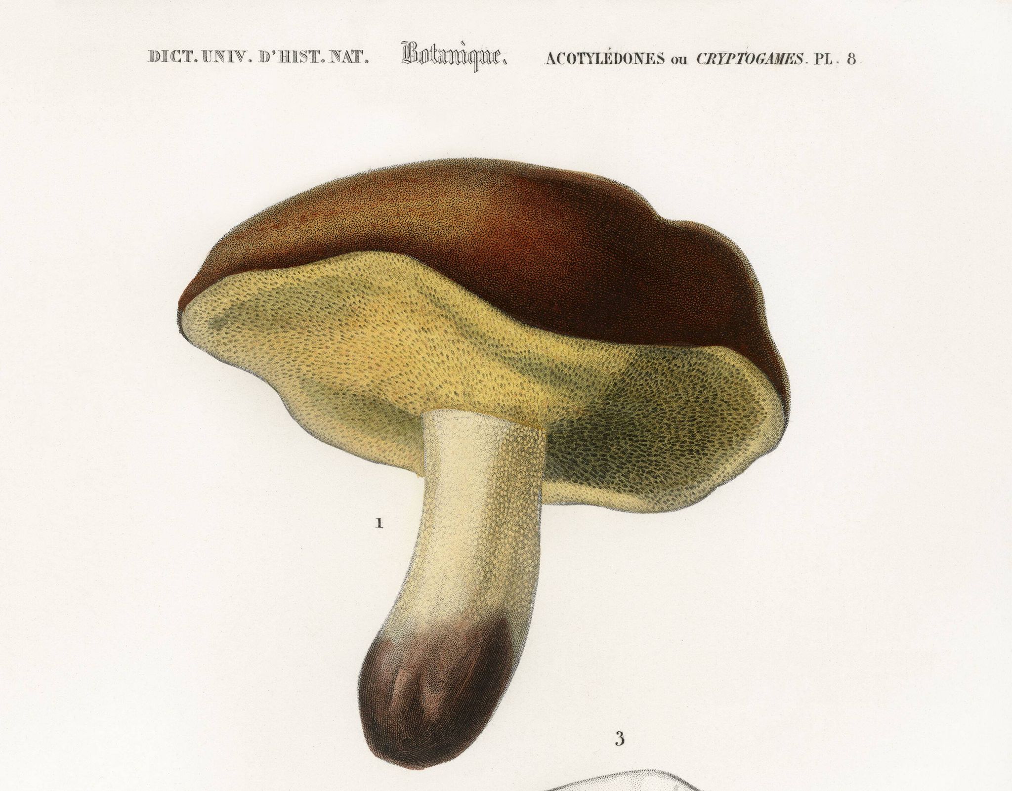 Affiche sur le bolet, d’après une gravure ancienne de 1849.
