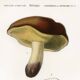 Poster about the boletus mushroom, based on an old engraving from 1849.