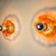 Pair of round wall lights by Murano Mazzega in orange frosted glass, Italy, 1970