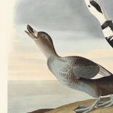 Poster about “the Long-tailed Duck”, after an old engraving