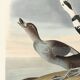 Poster about “the Long-tailed Duck”, after an old engraving