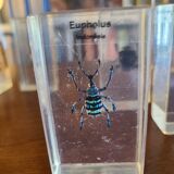 Insects under vintage resin