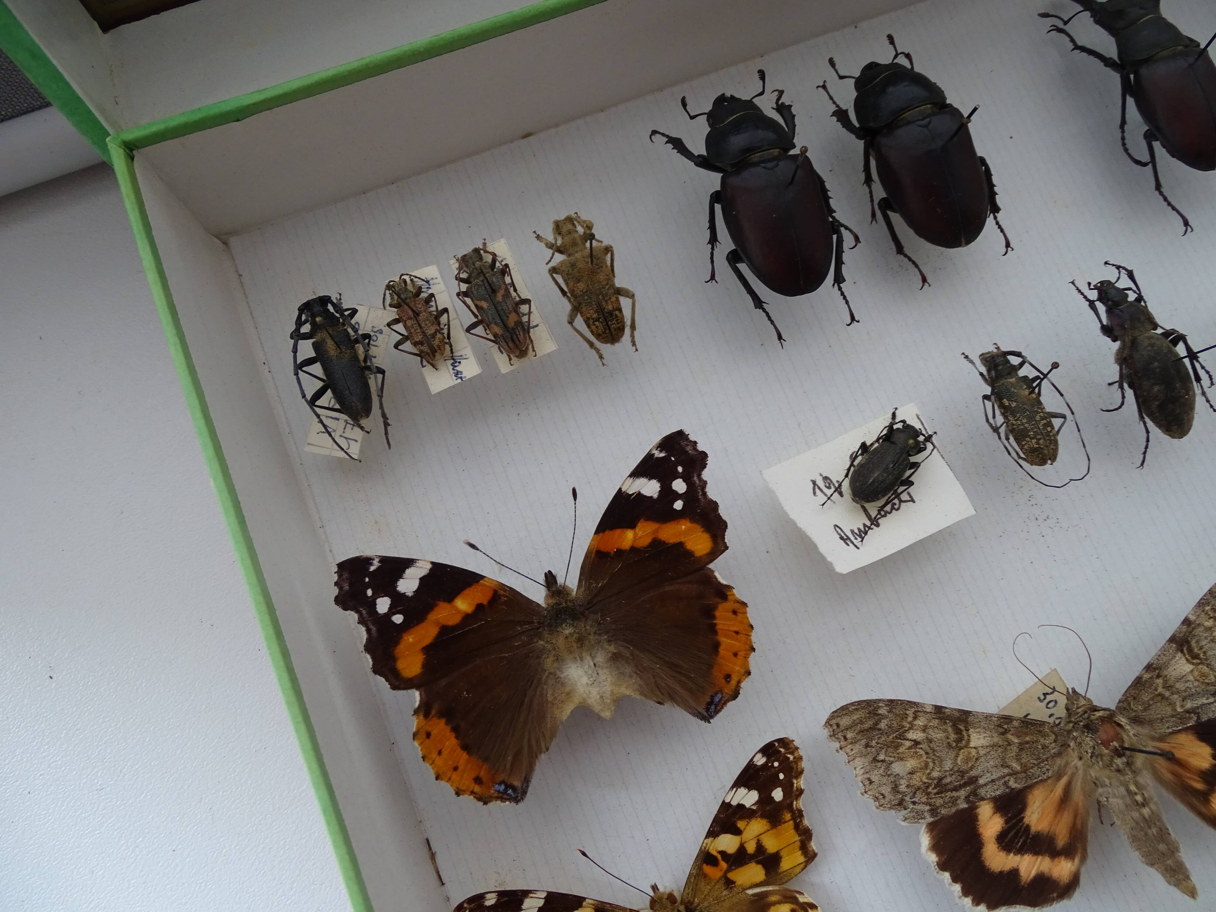 Ancient butterflies and stuffed insects under frame 1930s
