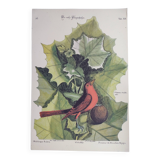 Old bird engraving - Flycatcher - Ornitology board by Seligmann & Catesby. 1973