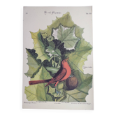 Gravure ancienne oiseau  -Preneur de Mouche- Planche ornitologie de Seligmann & Catesby. 1973