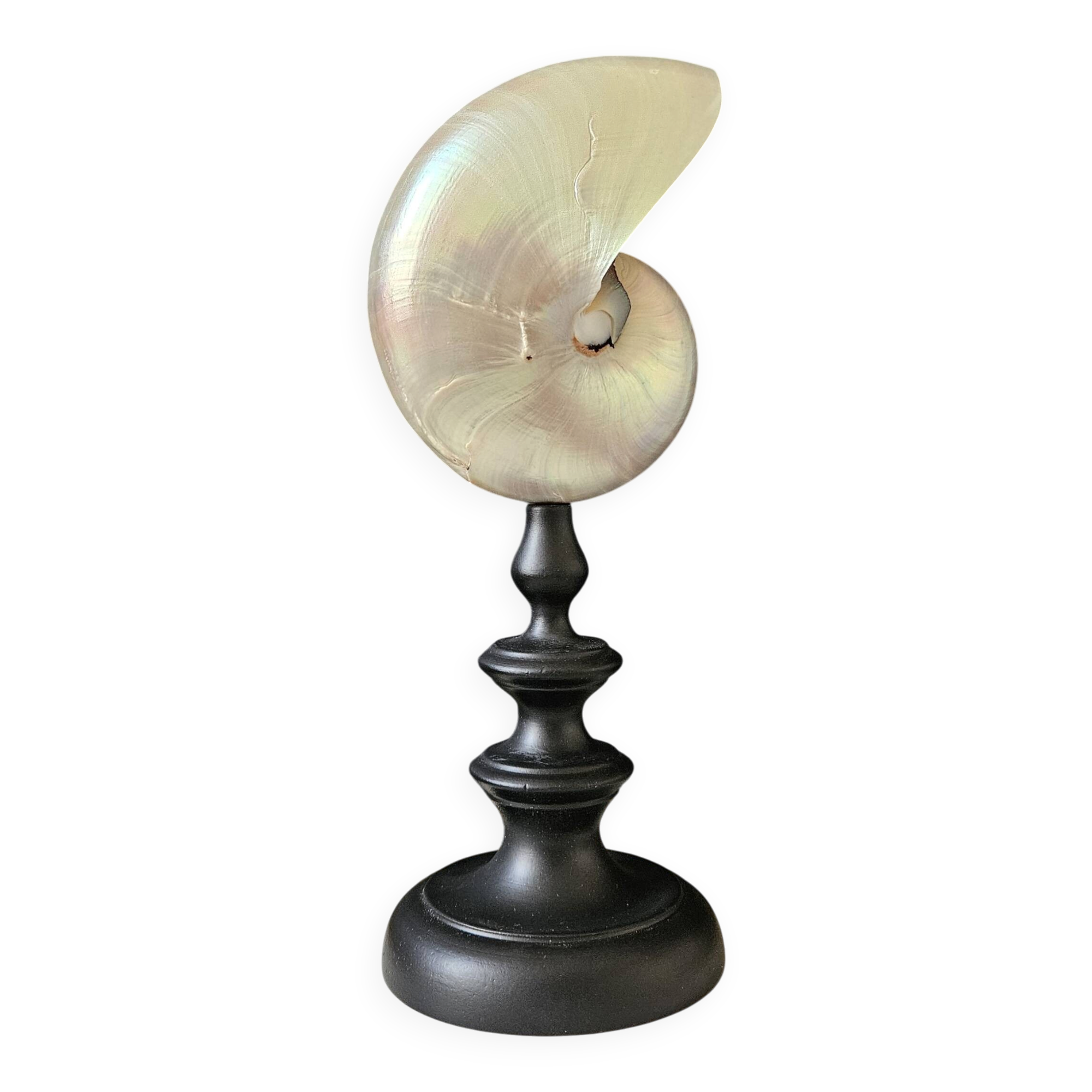 Nautilus / Pearly Nautilus, Black Turned Wood Base H: 23 cm