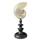 Nautilus / Pearly Nautilus, Black Turned Wood Base H: 23 cm