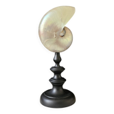 Nautilus / Pearly Nautilus, Black Turned Wood Base H: 23 cm