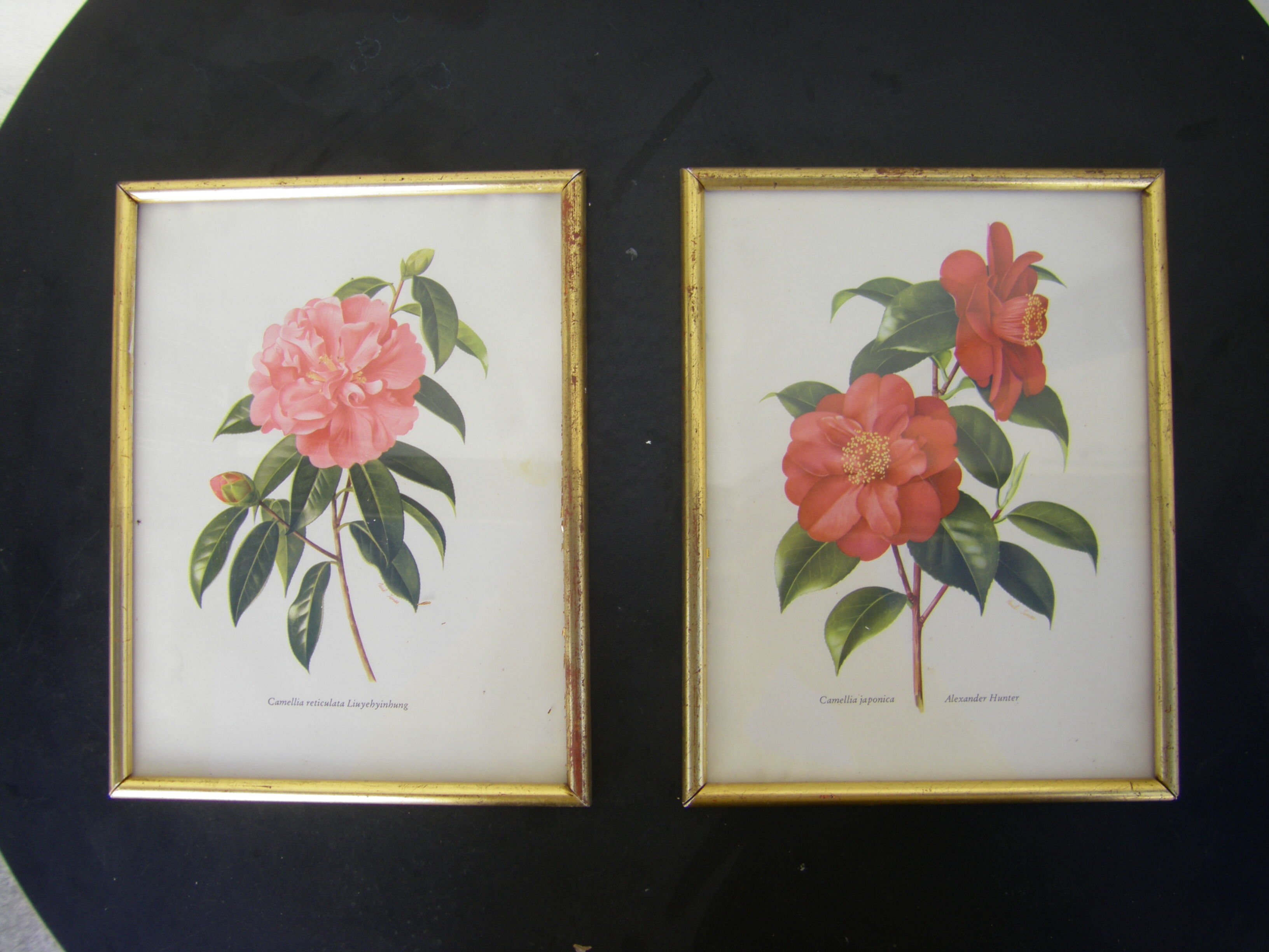 Pair of wall decorations of flowers "camellia"