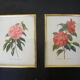 Pair of wall decorations of flowers "camellia"