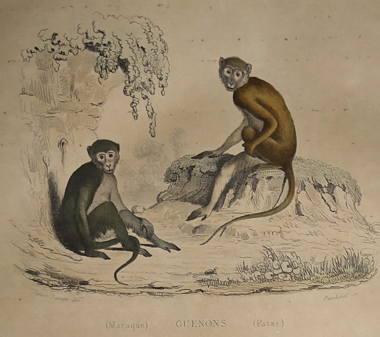 Planche zoologique originale de 1839