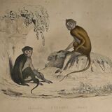 Original zoological plate of 1839