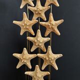 Cabinet of curiosities starfish globe protoreaster nodosus