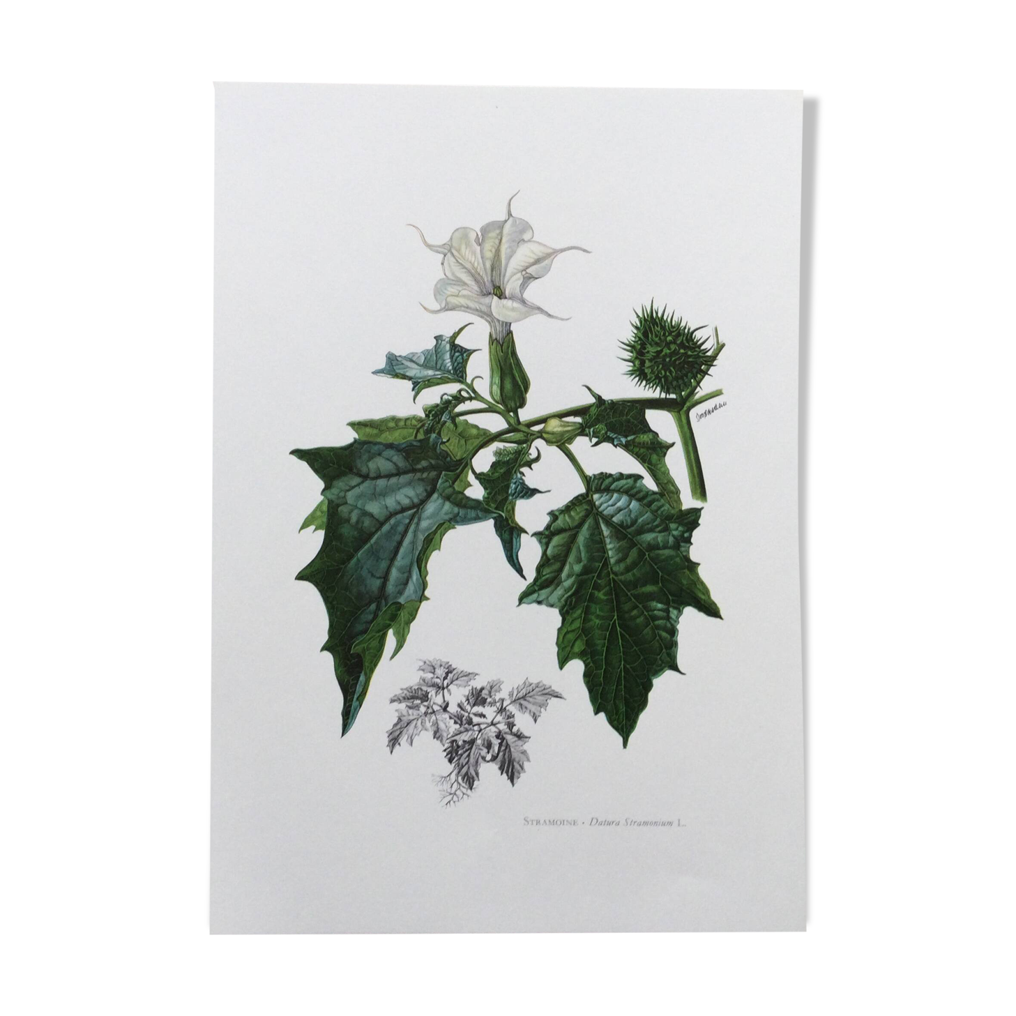 Botanical poster 'Flower' Old illustration from the 60s