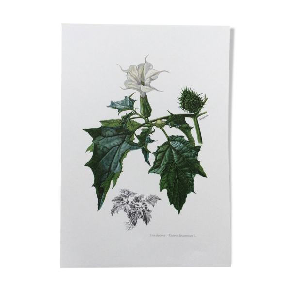 Affiche botanique 'Fleur' Illustration ancienne années 60 — Beyit