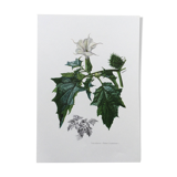 Botanical poster 'Flower' Old illustration from the 60s