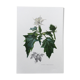 Affiche botanique 'Fleur' Illustration ancienne années 60