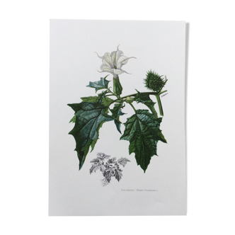 Botanical poster 'Flower' Old illustration from the 60s