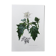 Affiche botanique 'Fleur' Illustration ancienne années 60