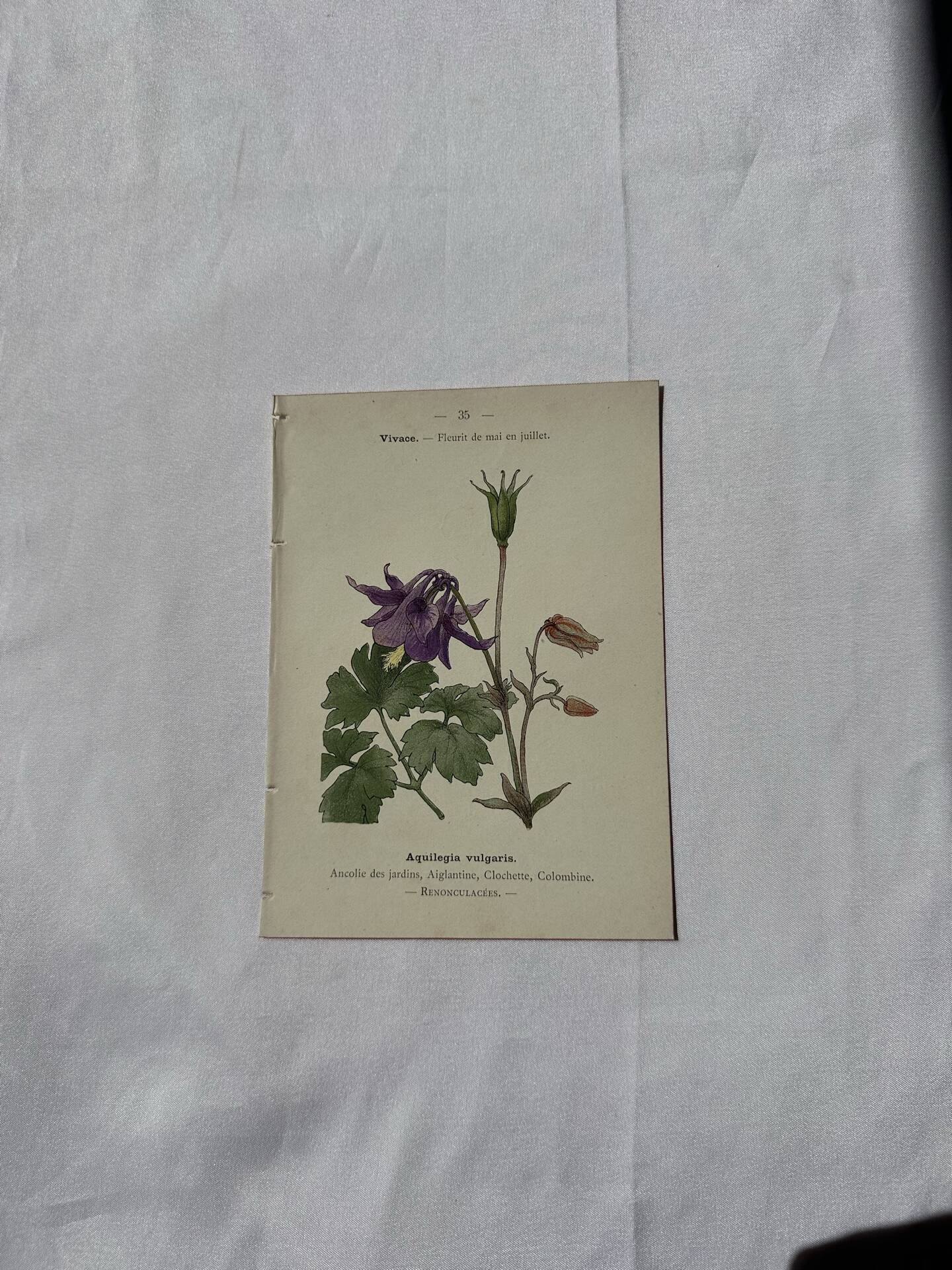 🌿 Botanical Plate Old Naturalist Engraving 19th Century Double-Sided