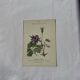 🌿 Botanical Plate Old Naturalist Engraving 19th Century Double-Sided