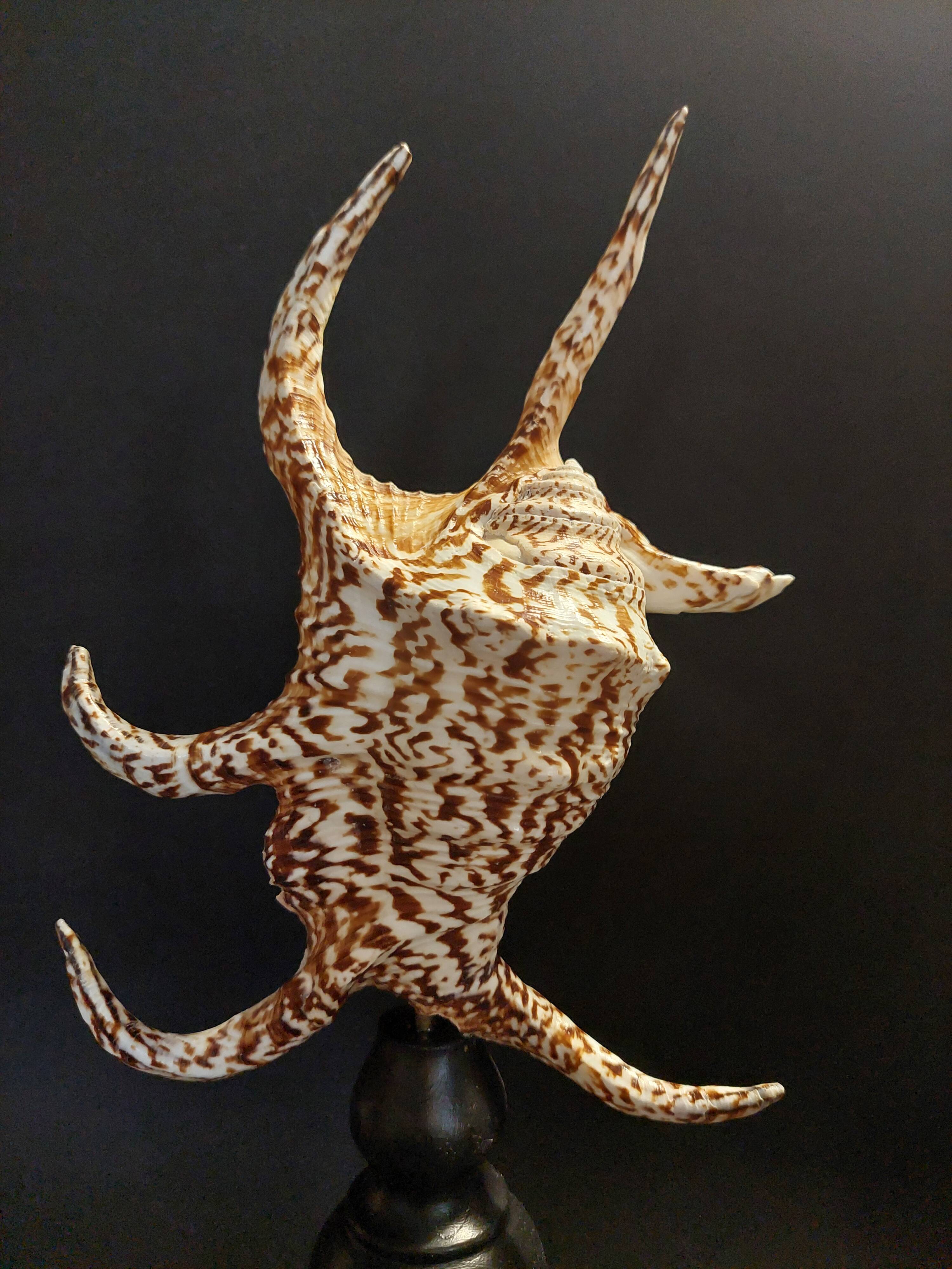 Cabinet of Curiosities with a harpago chiragra shell on a base.