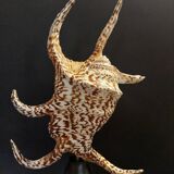 Cabinet of Curiosities with a harpago chiragra shell on a base.