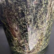 Vintage glass paste pot cover