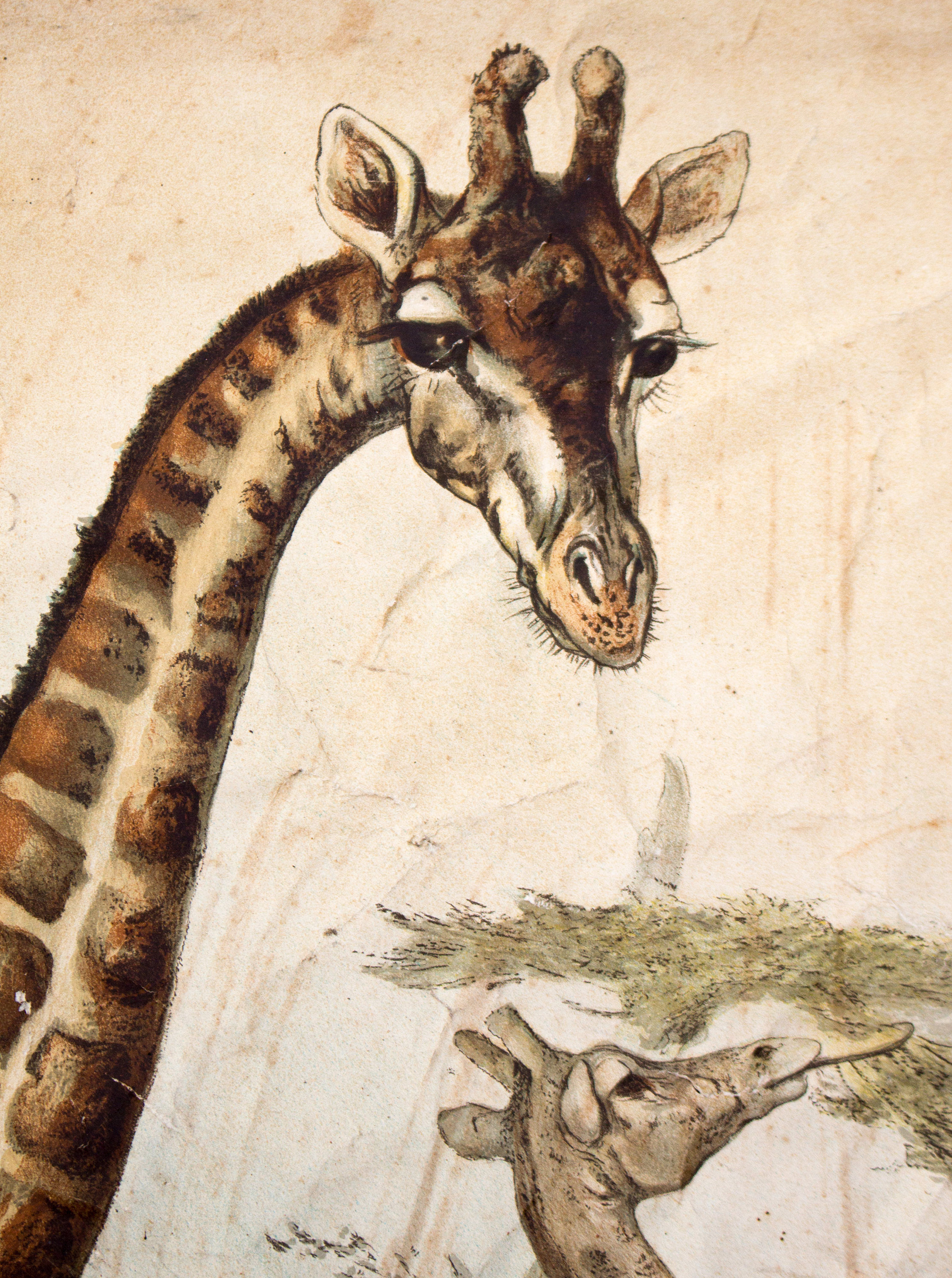 Giraffe, Antique Educational Picture, by F. Specht and published by Leipziger Schulbilderverlag von F. E. Wachsmuth, Leipzig, 1879