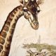 Giraffe, Antique Educational Picture, by F. Specht and published by Leipziger Schulbilderverlag von F. E. Wachsmuth, Leipzig, 1879