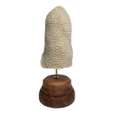 Ancien corail oblong sur socle en bois 24 cm