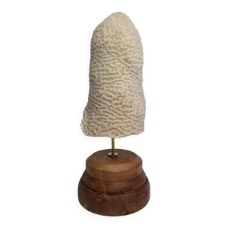 Ancien corail oblong sur socle en bois 24 cm