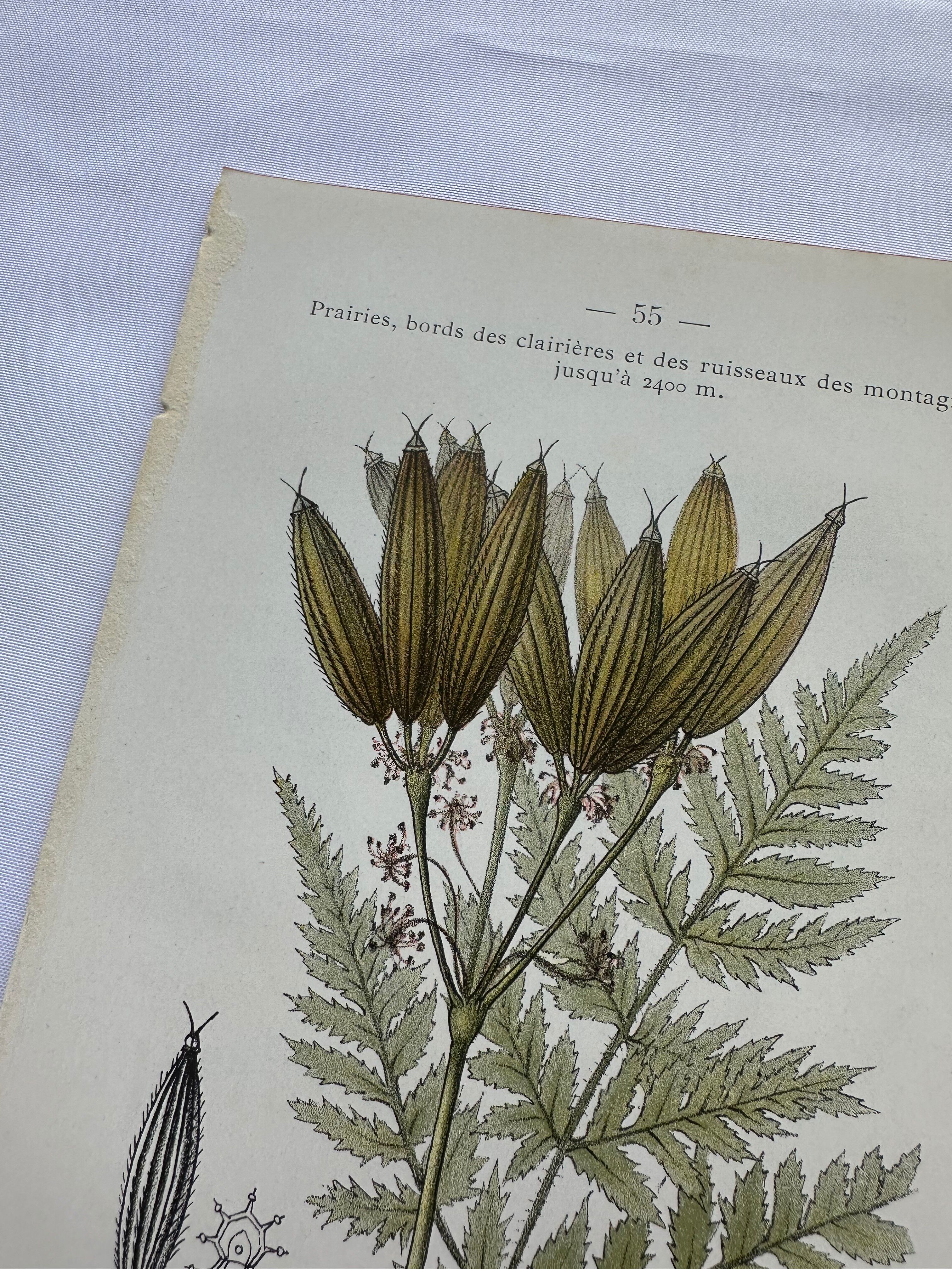 Naturalist plate lithograph old flowers