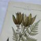 Naturalist plate lithograph old flowers