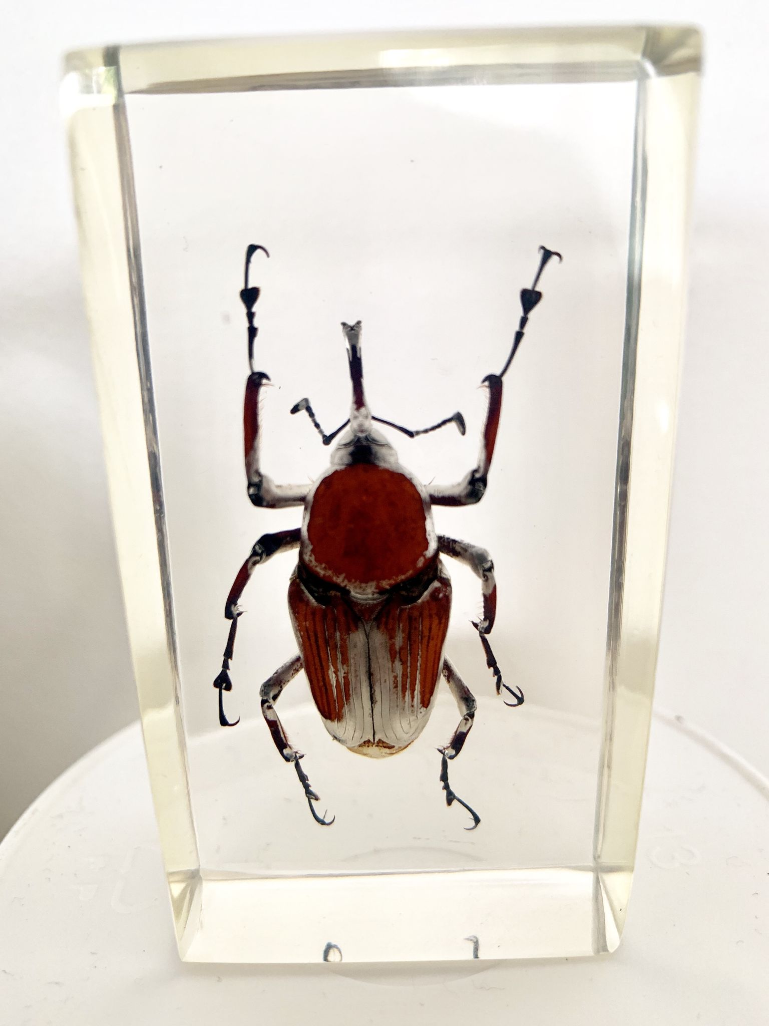 Trio d’insectes sous inclusion de résine N°2